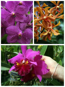 beautiful orchids!