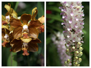 some unusual orchids as well...