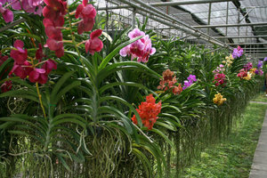 at the orchid farm