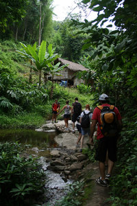 trekking through the 'jungle'
