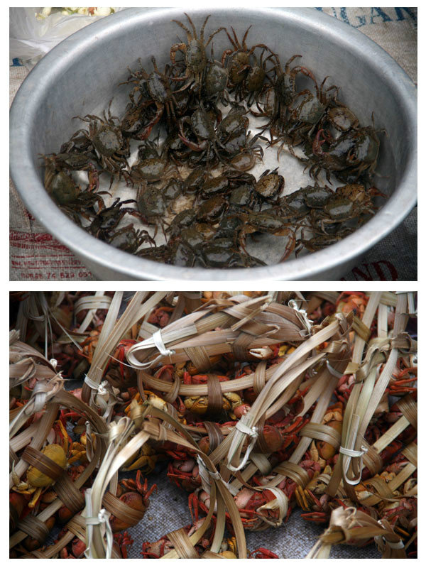 lots of crabs for sale...