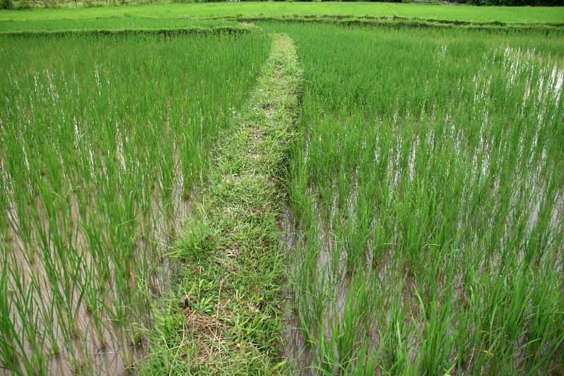 rice paddies all around...