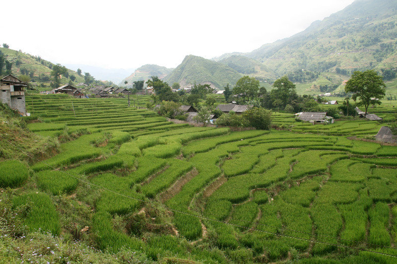 rice paddies around Ta Van