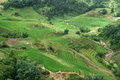 terraced rice paddies around Sapa