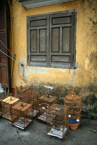 in Hoi An
