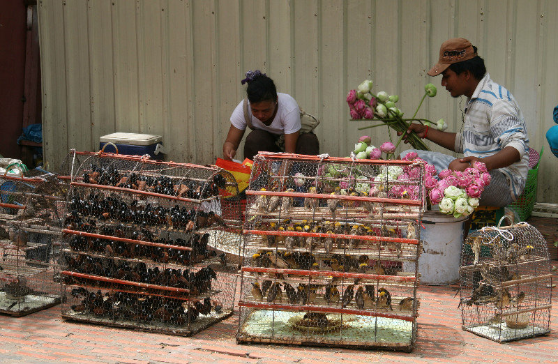 birds ready to be released at Wat Phnom
