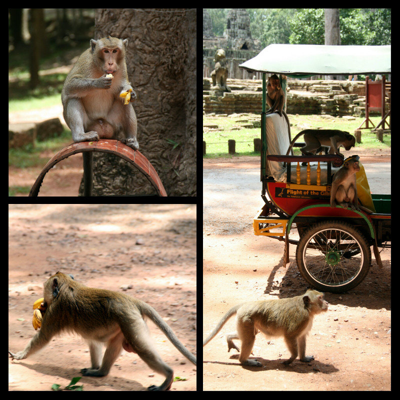 monkeys taking over Angkor!
