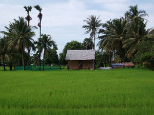 rice paddies all around...