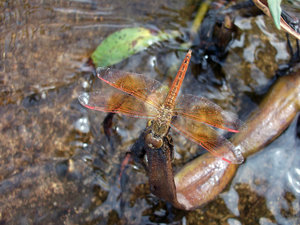 beautiful dragonfly by the lake...