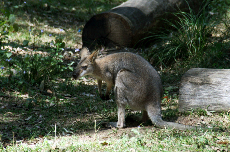 my first close up with a wallaby! :) at Daisy Hill...