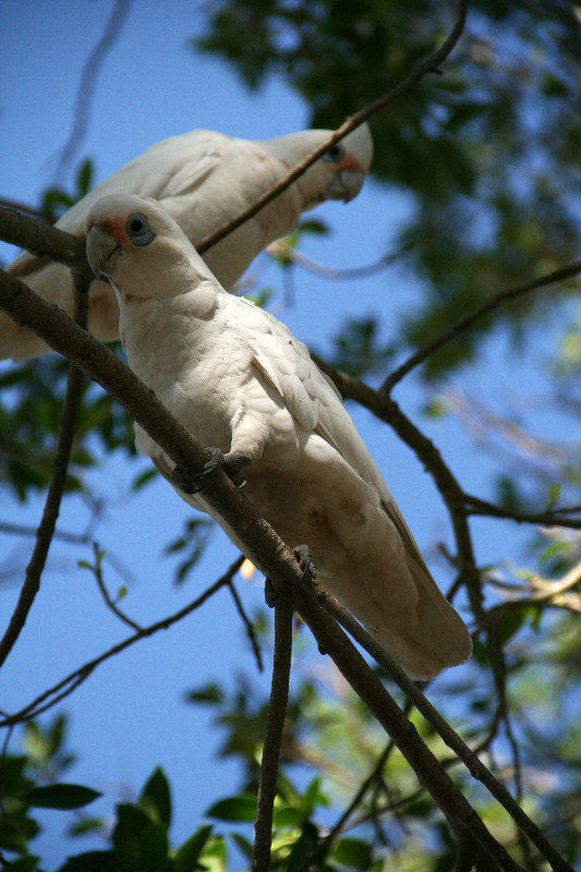 watching white corellas in the park...