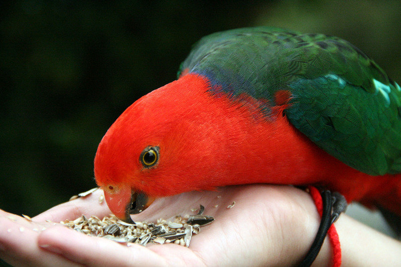 one of many king parrots at O'Reilly's 