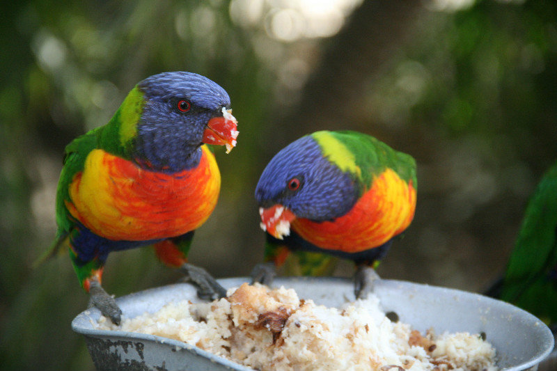 another incredible species of birds - rainbow lorikeets!