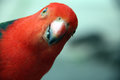 king parrot photo bomb! ;)