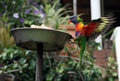 there's nothing better than having breakfast and seeing lorikeets having theirs as well!