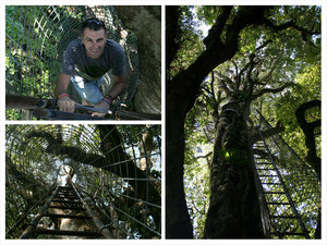 ...and checking out the tree tops as well!