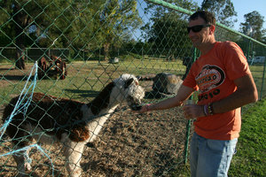 feeding alpacas at Bearded Dragon