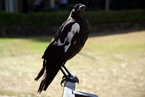 and another noisy native bird! eye to eye with an Australian magpie... 