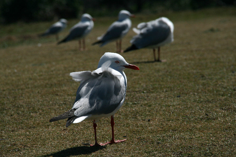 seagul convention... ;) at Hastings Point