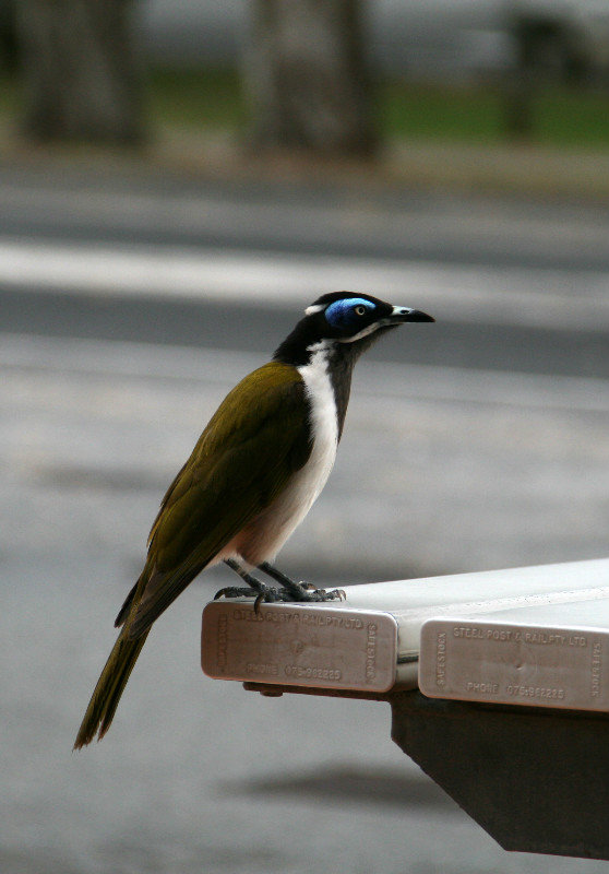 ...and another pretty bird with a lovely name also - blue-faced honeyeater also known as bananabird!