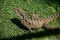 one of many water dragons around...