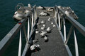 another seagull convention... this time a few pelicans were invited to join as well?