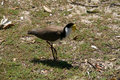 another unusual bird species - masked lapwing, also known as plover!