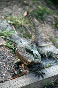 and another water dragon...