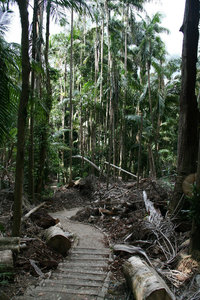 massive palms and gum trees around... gotta love this kind of forest!