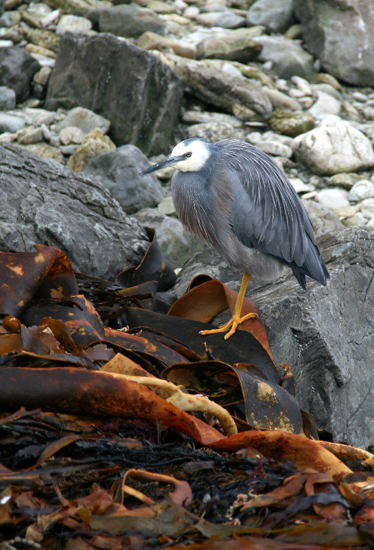 White-faced heron at the seal colony, another interesting find!