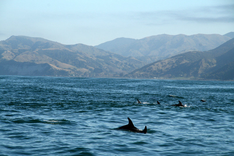 lots of dolphins around...