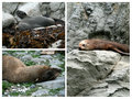 At the seal colony in Kaikoura
