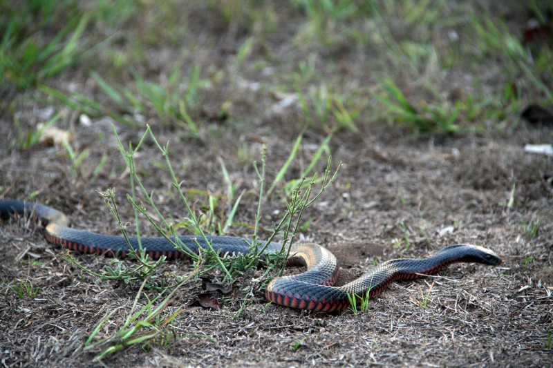Close encounter with a redbelly black snake...