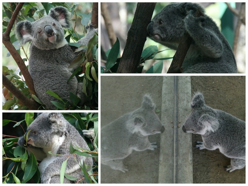 gorgeous marsupials at Currumbin Sanctuary