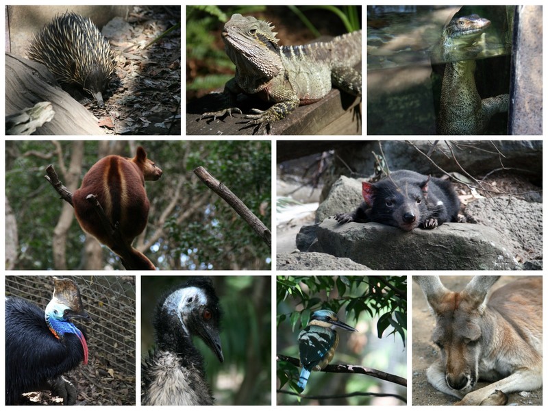 meeting native Aussie animals at Currumbin Sanctuary