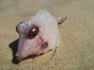 so many of these little gorgeus creatures were washed up onshore...