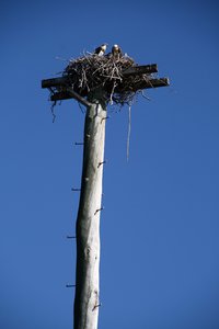 ospreys' nest Hasting's Point