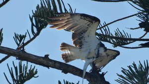 Osprey with its catch... at Caloundra