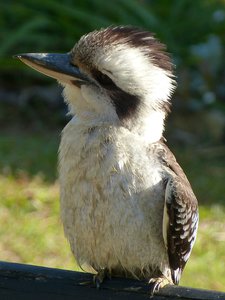 another encounter with a laughing kookaburra