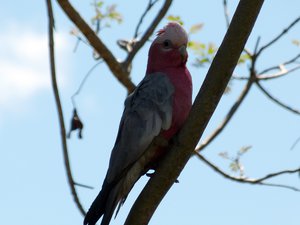 finally an eye to eye with a galah - heard they are quite common in Australia... well it took me almost a year to see one!