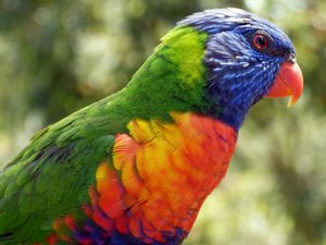 another rainbow lorikeet - beautiful birds!
