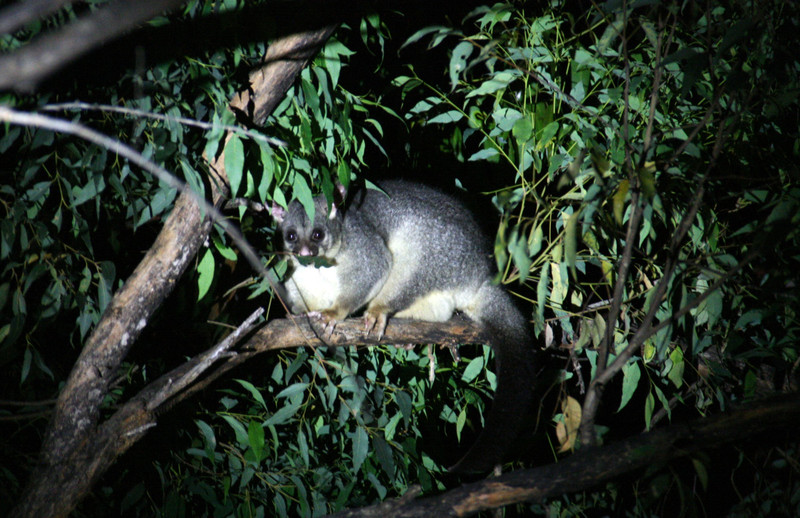 yay! finally some possums in the wild :)