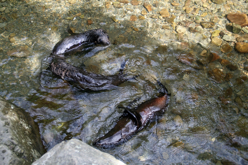 Seal pup colony at Ohau Waterfall