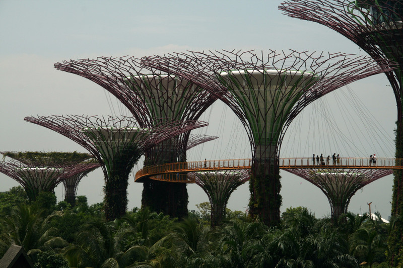 Funky trees at Garden Bay