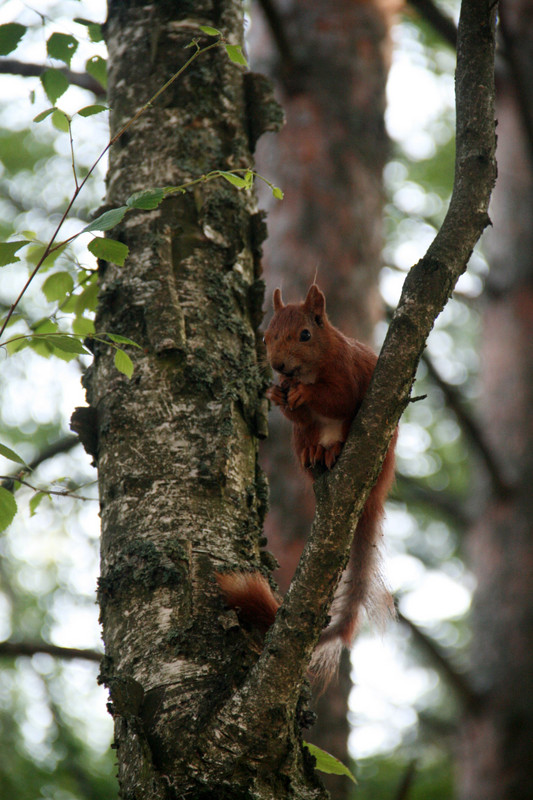 Plenty of squirrels around in the Kaszubian forests...