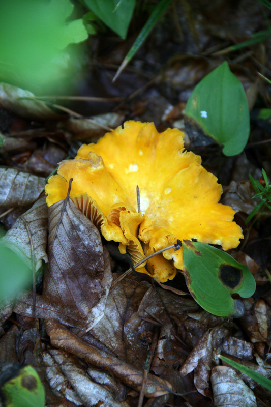 Chanterelle hunting in the forest... 
