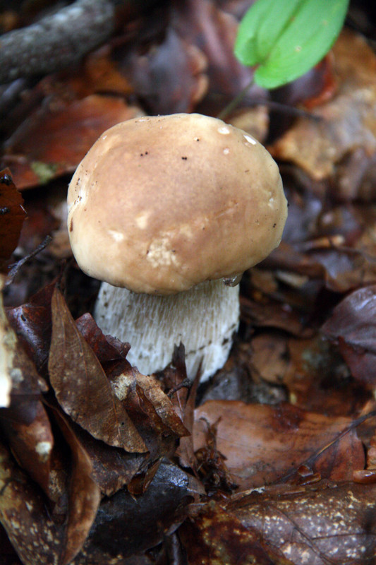 The king of Polish mushrooms! Boletus edulis, also known as penny bun or porcini