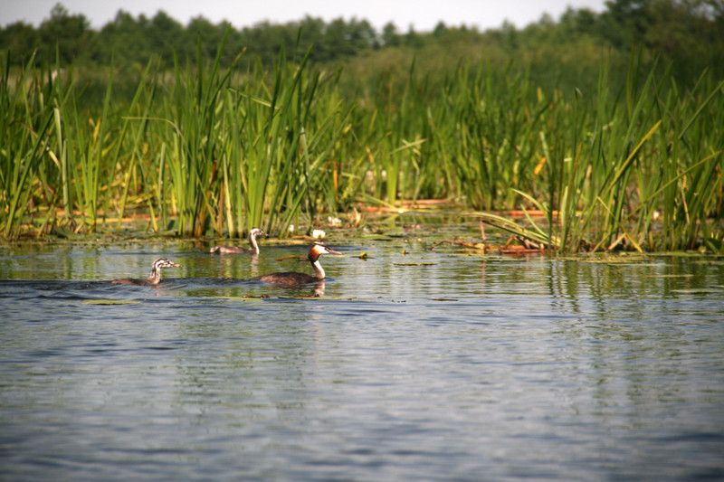 Many bird species on the Lake Drozno