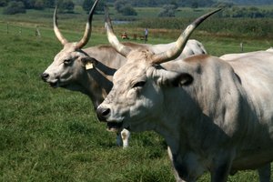 Hungarian cows