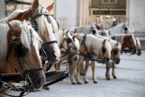 Horse carriages in Salzburg